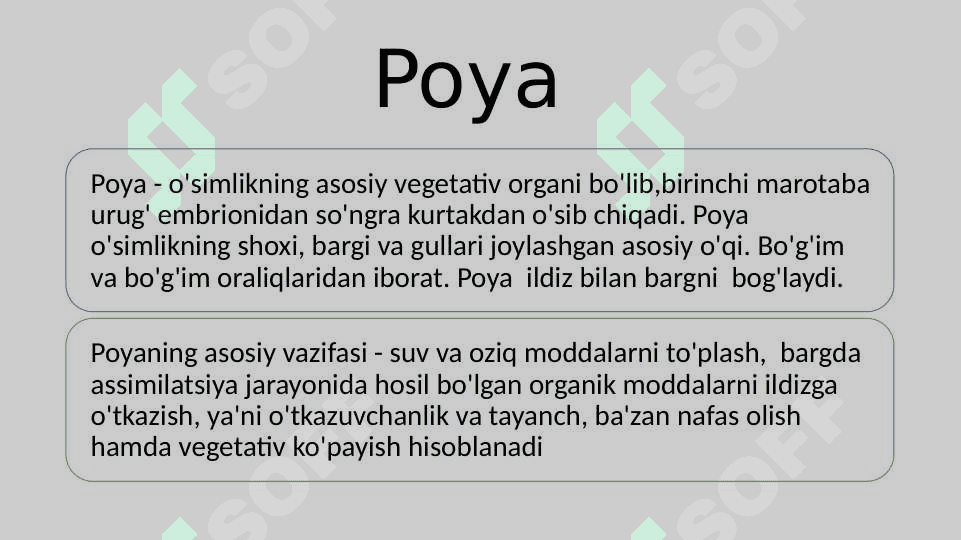 POYANING MORFOLOGIK VA ANOTOMIK TUZILISHI 3