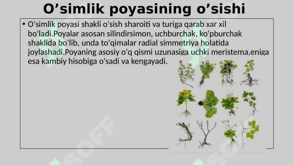 POYANING MORFOLOGIK VA ANOTOMIK TUZILISHI 5