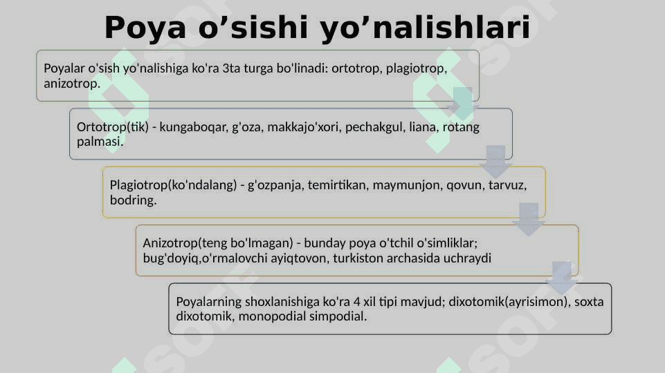 POYANING MORFOLOGIK VA ANOTOMIK TUZILISHI 6