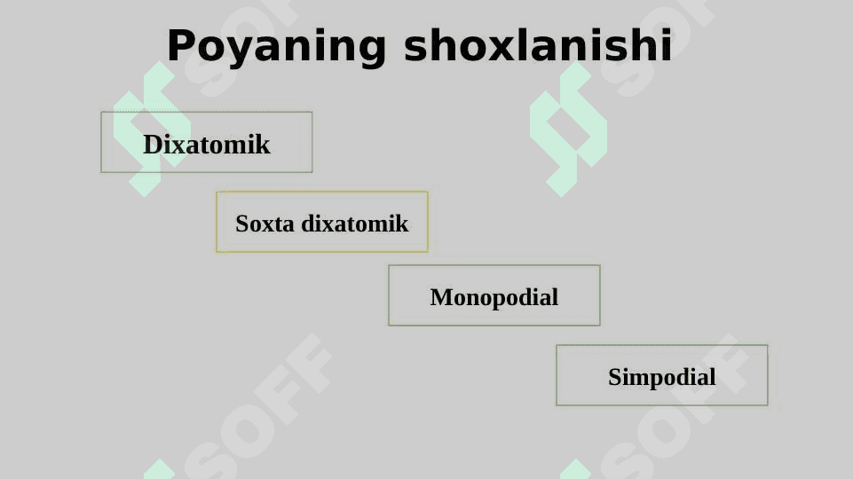 POYANING MORFOLOGIK VA ANOTOMIK TUZILISHI 7