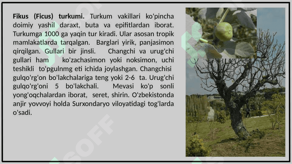 GAZANDANAMOLAR (URTICALES) QABILASI 5