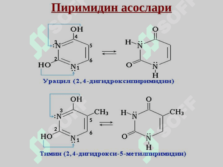 Нуклеозидлар ва нуклеотидлар.Нуклеин кислоталар 6