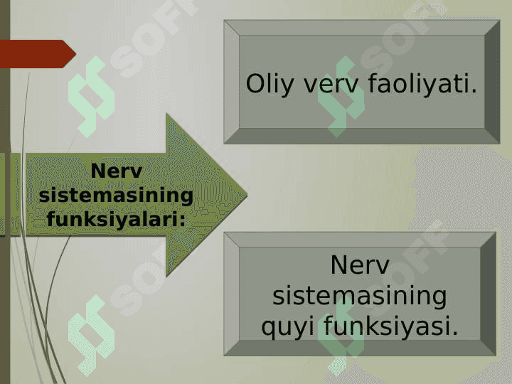 Nerv tizimining ahamiyati. 4