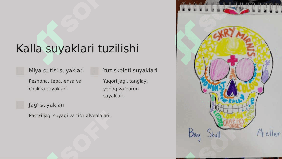 Kalla suyaklarining rentgenanatomiyasi 3