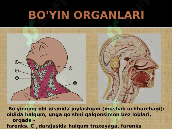 Kattalarda va bolalarda bo'yin a'zolari klinik anatomiyasi 2