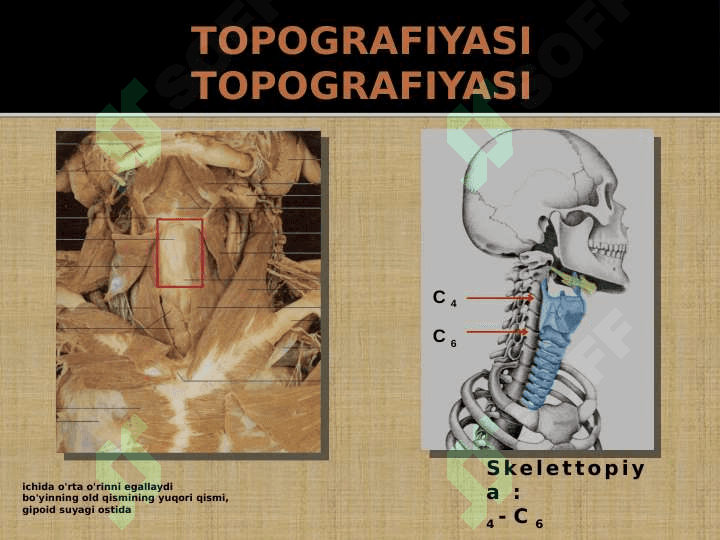 Kattalarda va bolalarda bo'yin a'zolari klinik anatomiyasi 3