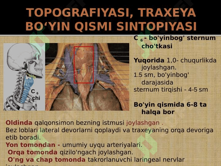 Kattalarda va bolalarda bo'yin a'zolari klinik anatomiyasi 6