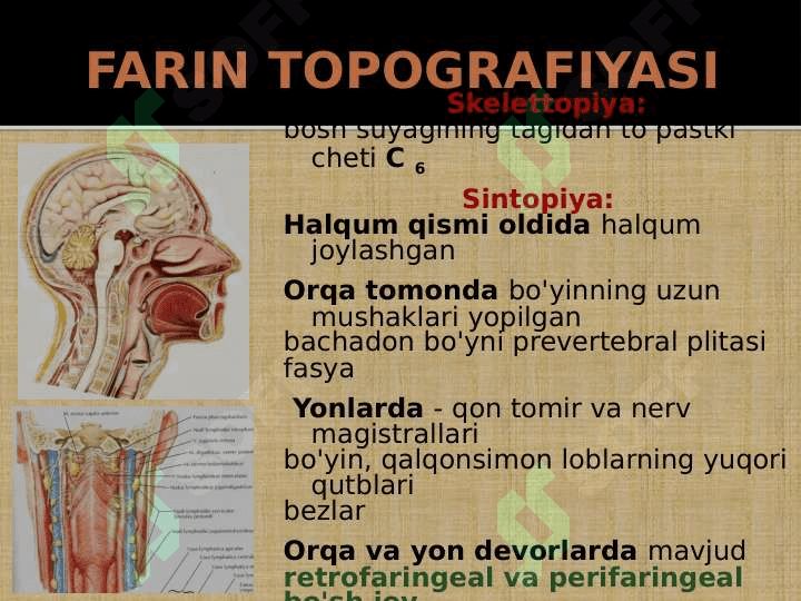 Kattalarda va bolalarda bo'yin a'zolari klinik anatomiyasi 7