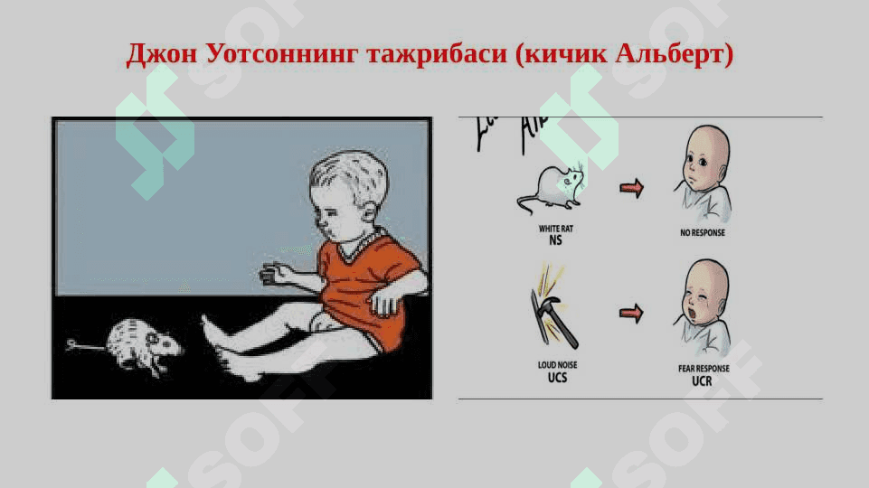 Eksperimental psixologiyaning shakllanishi. Bixeviorizm 8