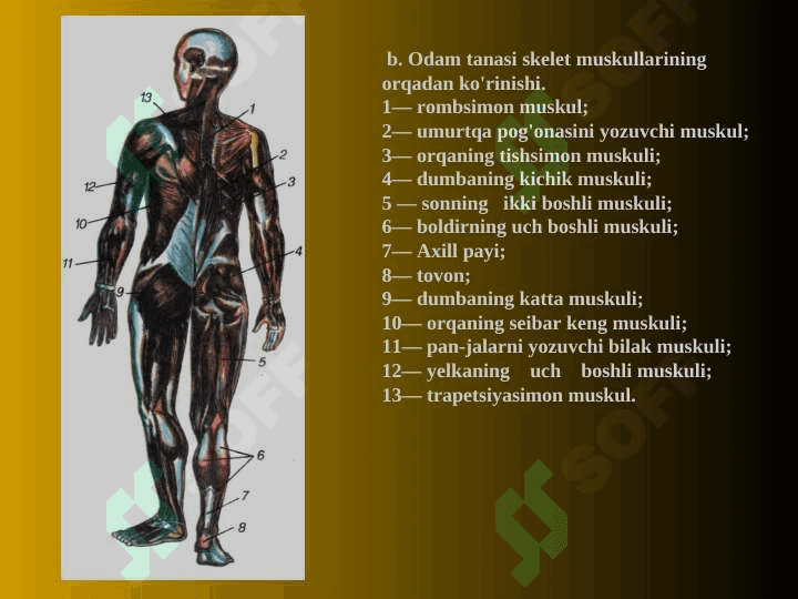 Muskullar tizimi 7