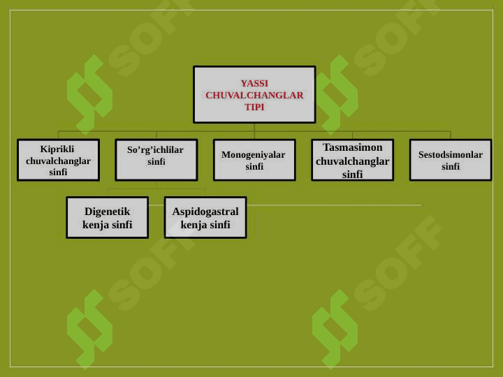 So‘rg‘ichlilar sinfi va tasmasimonlar chuvalchanglar sinflari ko‘payishi, rivojlanishi, tarqalishi, asosiy turlarining tarqalishi va patogen ahamiyati 2