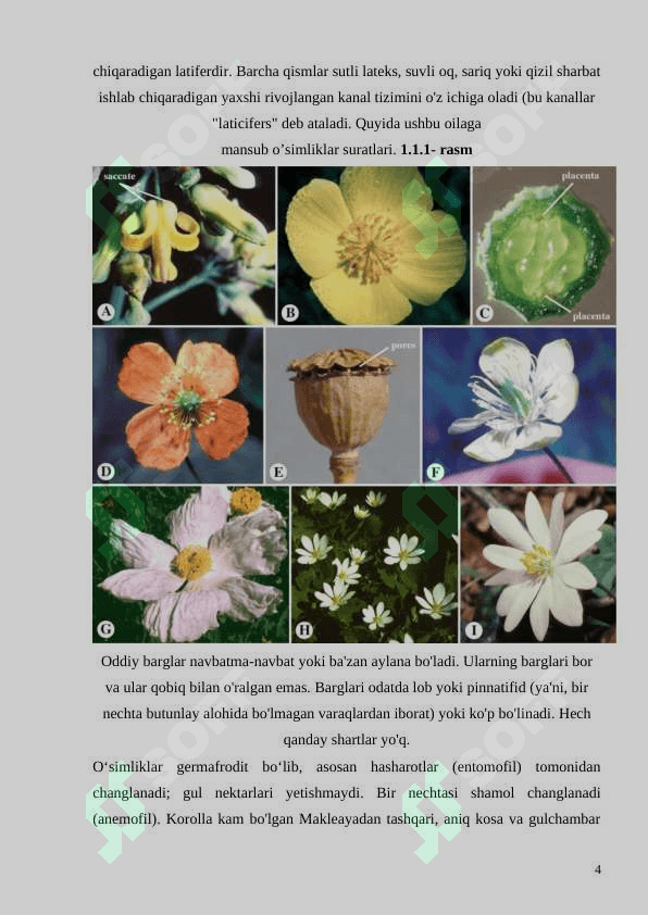 KO’KNORDOSHLAR OILASI(PAPAVERACEAE)GA UMUMIY TAVSIFI (2).doc 4
