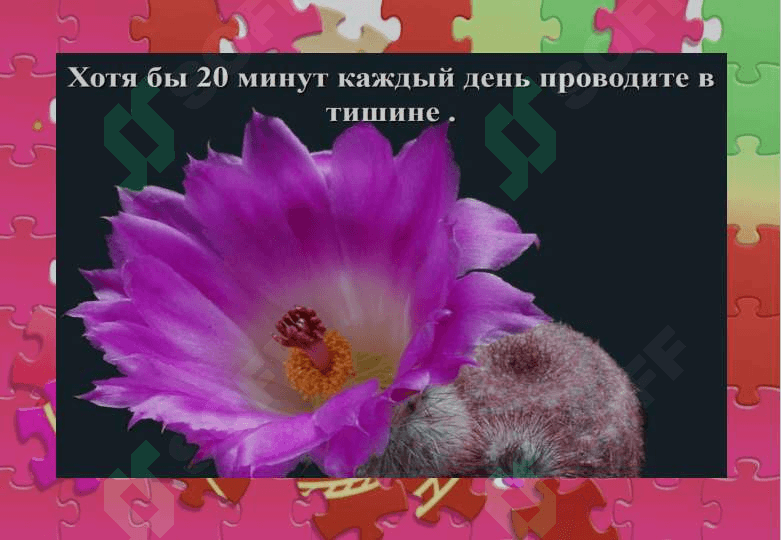 Кактус 5