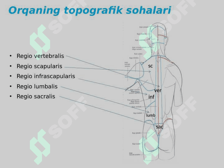 Orqa muskullari 2