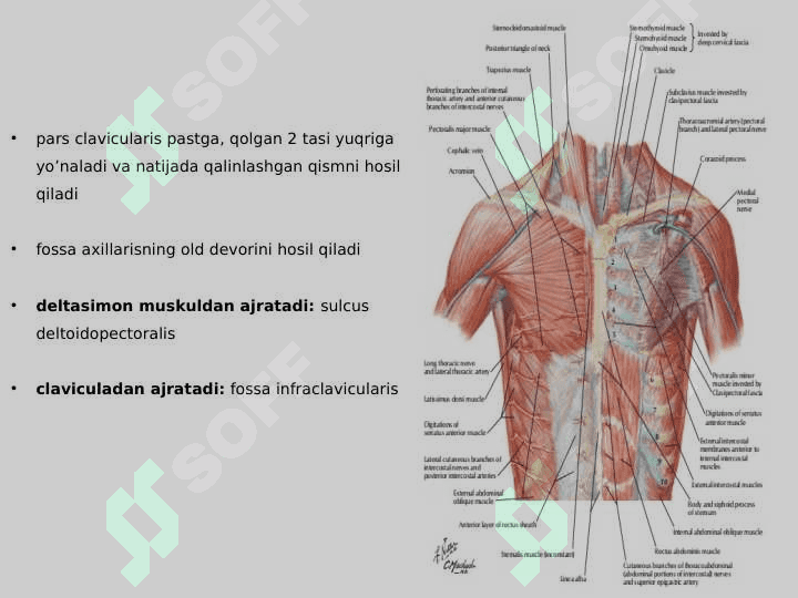 Koʻkrak muskullari 6
