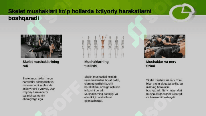 Muskullar sistemasi 4