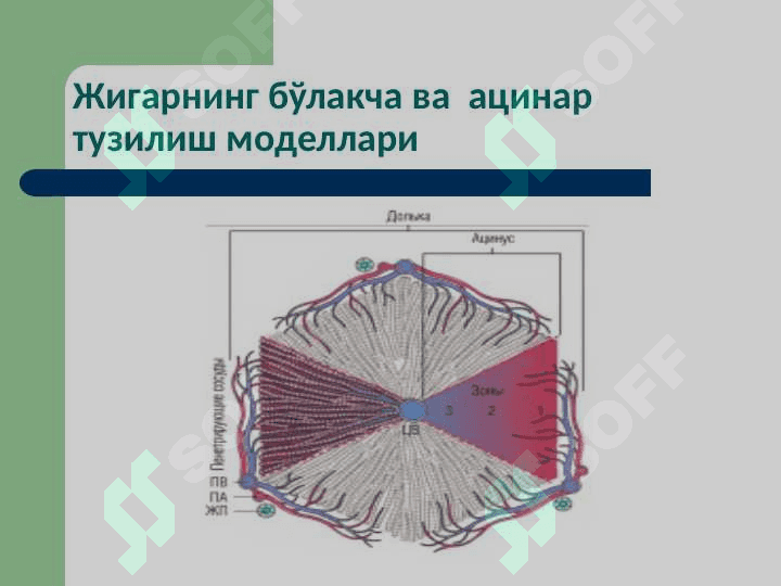 Жигар патофизиологияси . Jigar patofiziologiyasi 3