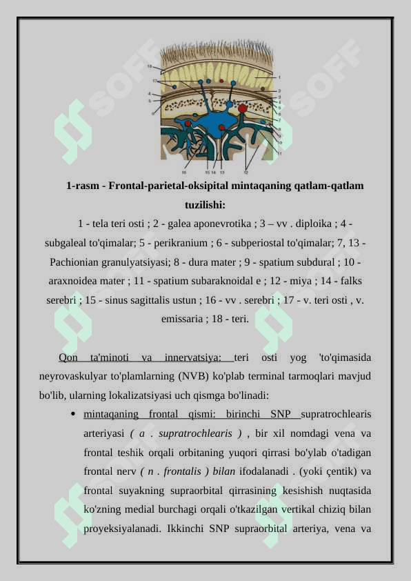 Topografik anatomiya va boshning operativ xirurgiyasi 4