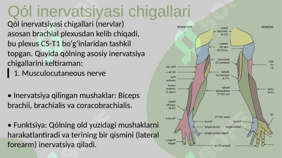 Qoʻl va Oyoq inervatsiyasi Chigallari 3