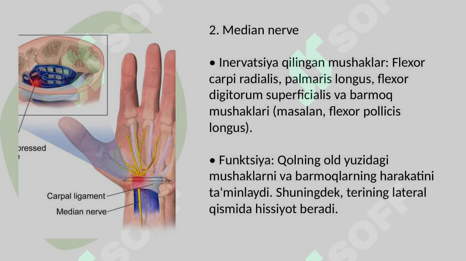 Qoʻl va Oyoq inervatsiyasi Chigallari 4