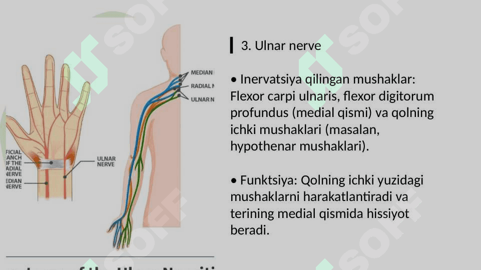 Qoʻl va Oyoq inervatsiyasi Chigallari 5