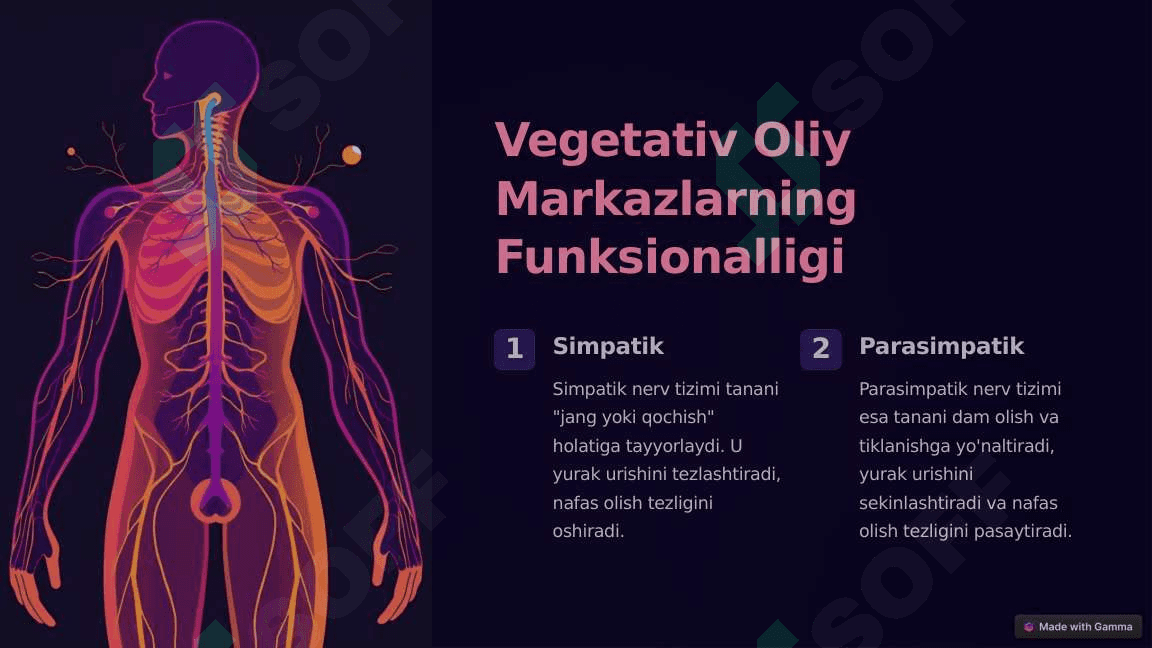 Vegetativ Oliy Markazlar va ularning funksional ahamiyati 3