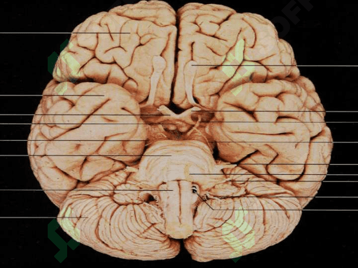 Nervi craniales . 12 juft bosh miya nervlari .  Краниал нервлар . 12 жуфт бош мия нервлари 2