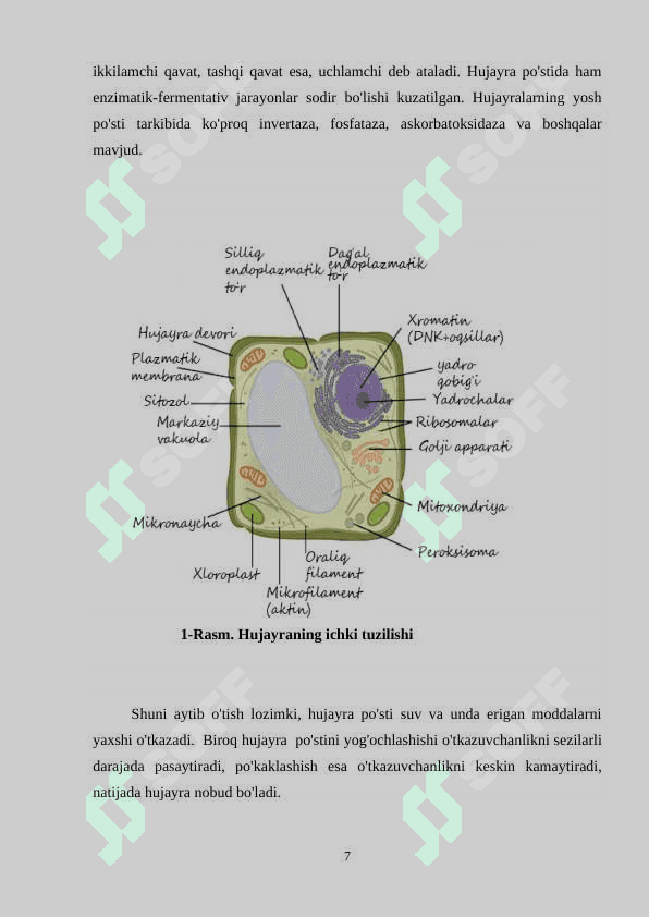 O‘simlik hujayrasining tuzilishi 7