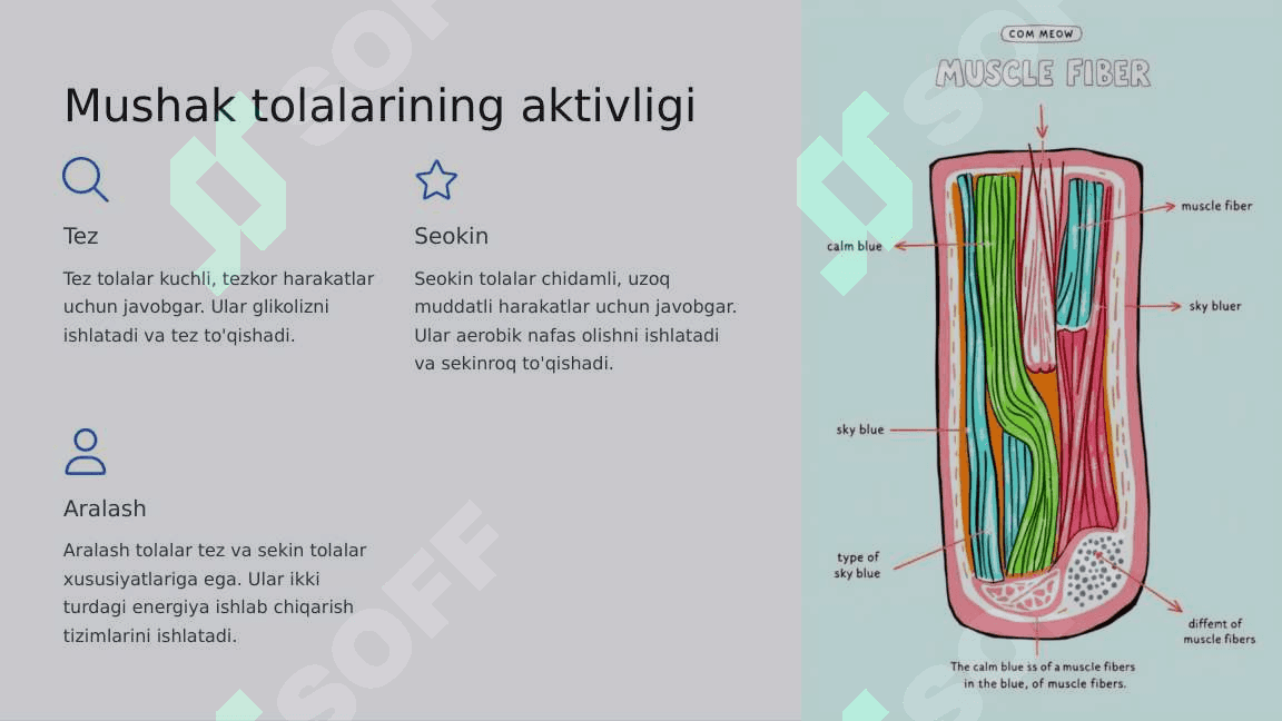 Mushaklarning ishi va biomexanikasi. Lesgaft mushaklar to'g'risida ta'limoti 4