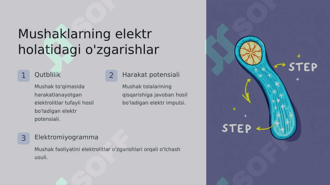 Mushaklarning ishi va biomexanikasi. Lesgaft mushaklar to'g'risida ta'limoti 7