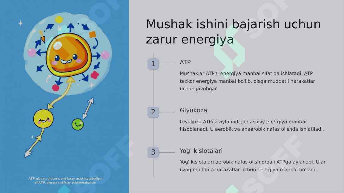 Mushaklarning ishi va biomexanikasi. Lesgaft mushaklar to'g'risida ta'limoti 8