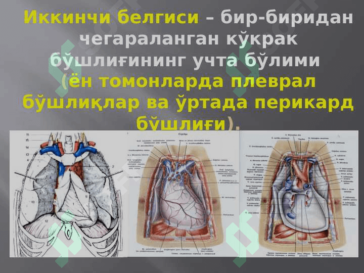 Кўкрак соҳасининг клиник анатомияси.pptx 6