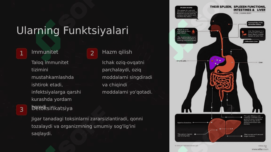 Taloq, ichak va jigar tashqi muhit omillarining ta'siri 5