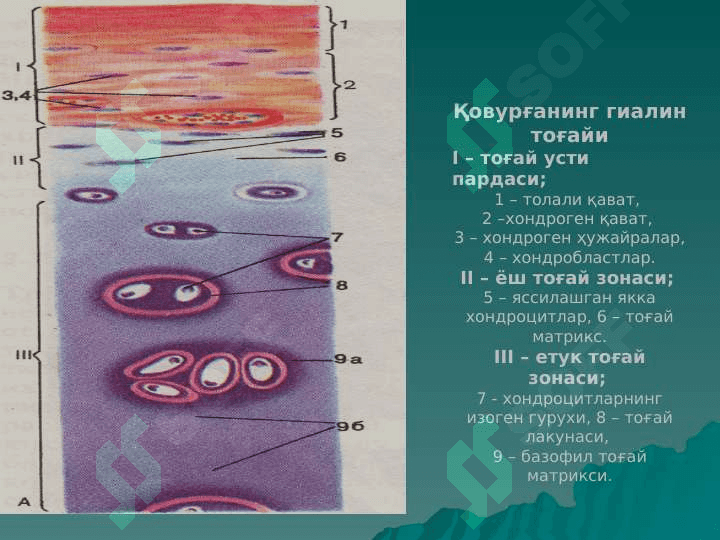 Toĝay va suyak tòqimalar 2