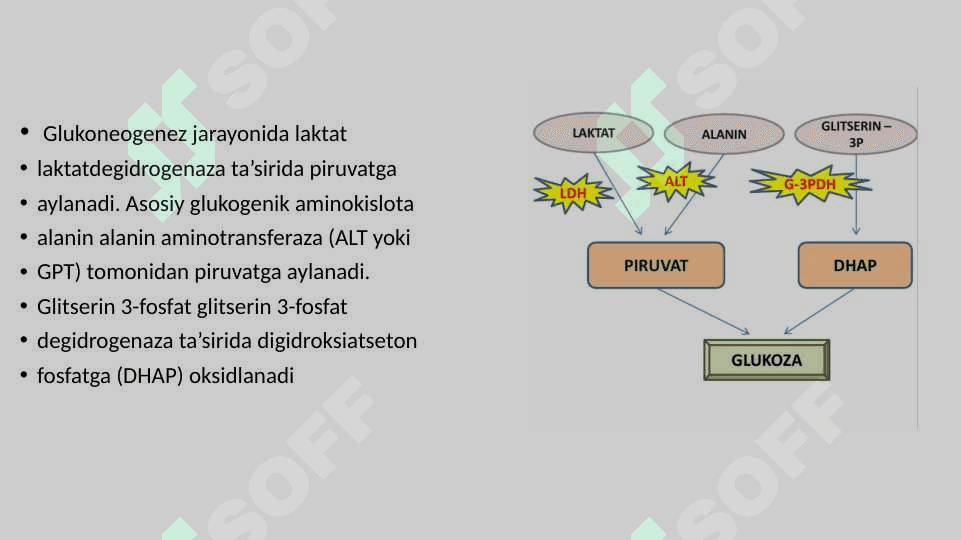 GLIKOGEN KASALLIKLARI 6