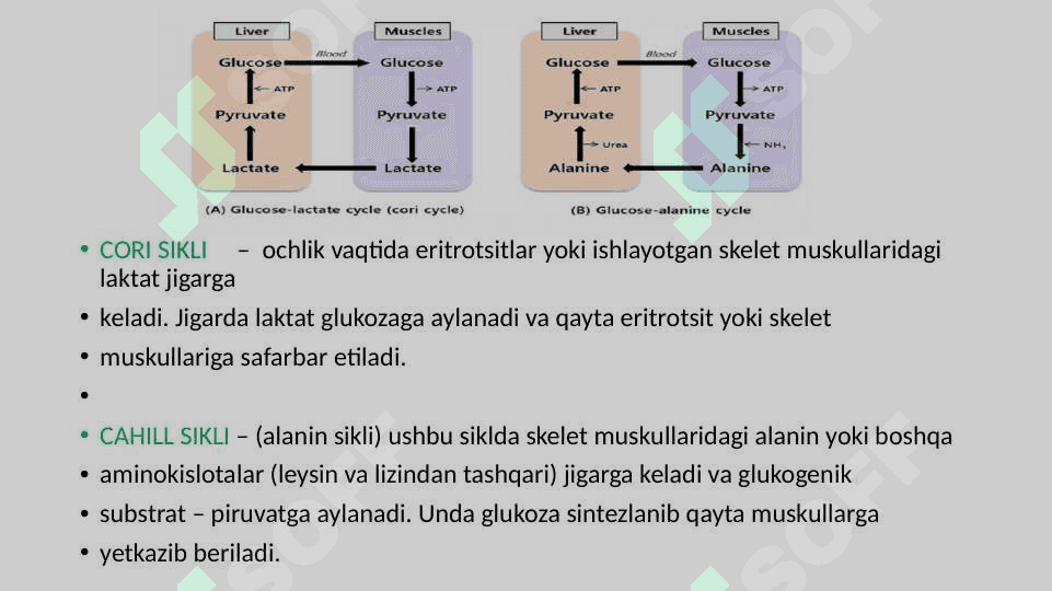 GLIKOGEN KASALLIKLARI 8