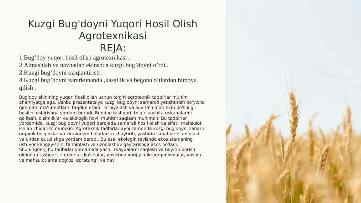 Kuzgi Bug'doyni Yuqori Hosil Olish Agrotexnikasi