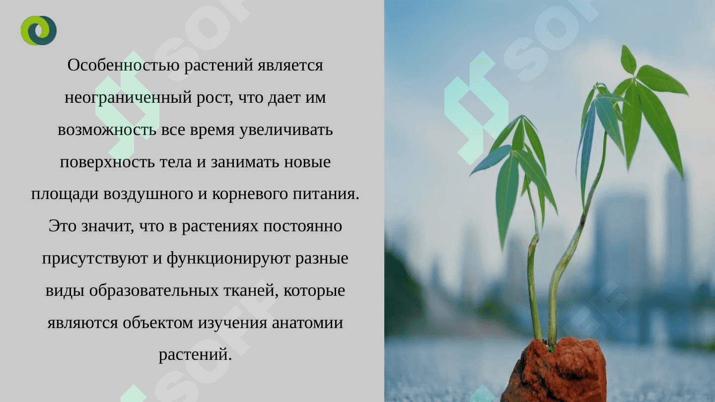 Анатомии растение 4