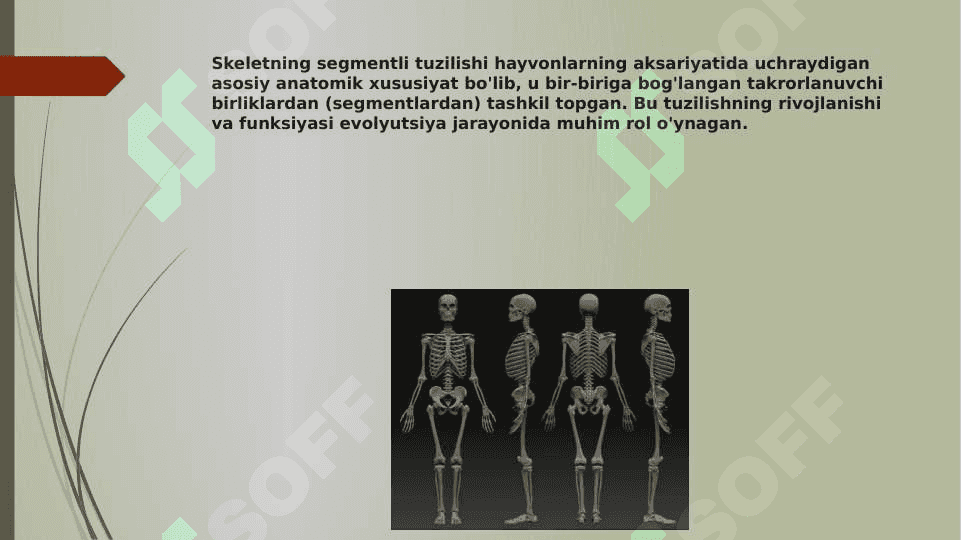 Skeletni segmentli tuzilishi, uning tuzilish prinsiplari. Umurtqa pog'onasini yosh va jinsga nisbatan farqlari. Ko'krak qafasini yoshga nisbatan xususiyatlari, uning shakllanishiga sport va mehnat faoliyatini ta'siri. Rivojlanish nuqsonlari. 2