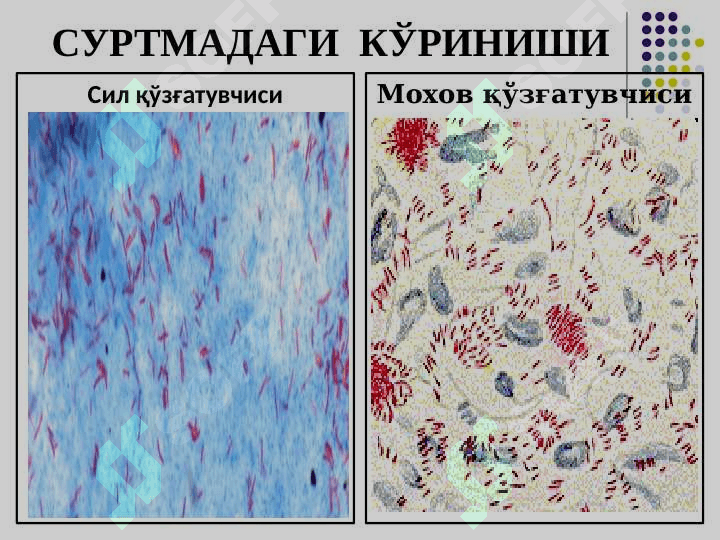 Sil va moxov ppt 5
