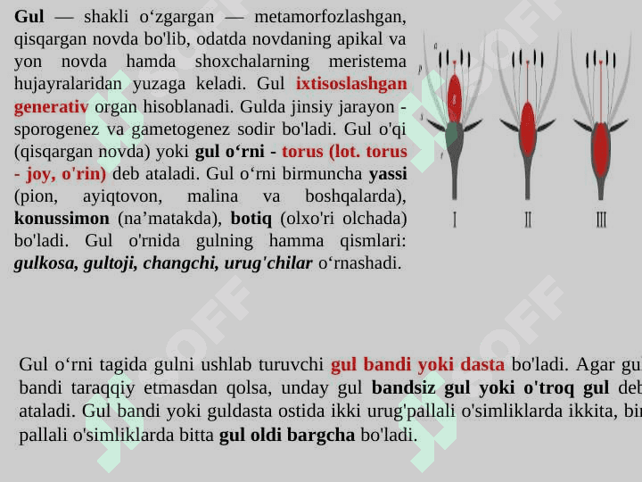 Gulning tuzilishi, tiplari va vazifasi. 2