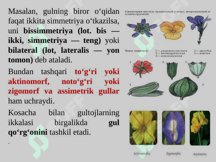 Gulning tuzilishi, tiplari va vazifasi. 3