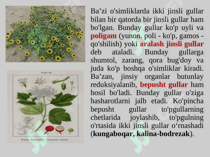 Gulning tuzilishi, tiplari va vazifasi. 6