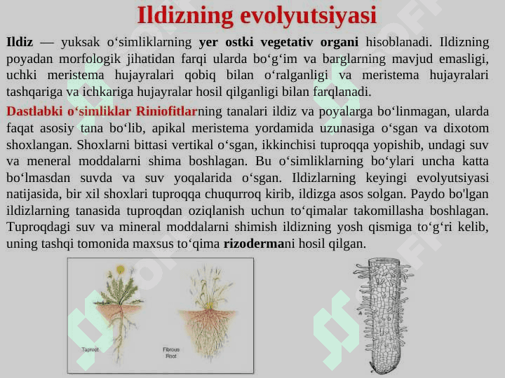 Ildiz tizimining shakllanishi, tuzilishi, tiplari va vazifasi 2