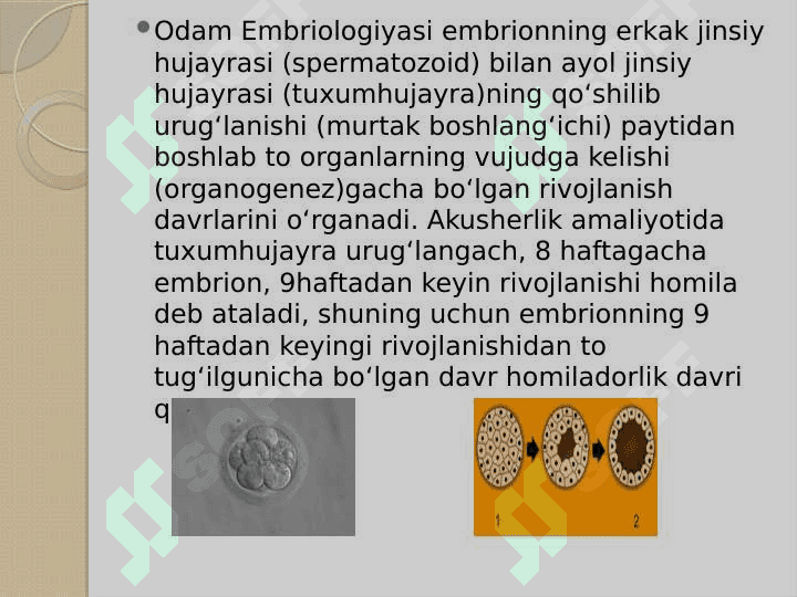 Embrion  hujayralarining  differensatsiyallanish xossalari 7