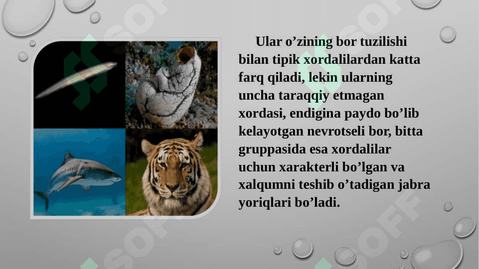 CHALA XORDALILAR  TIPI 3