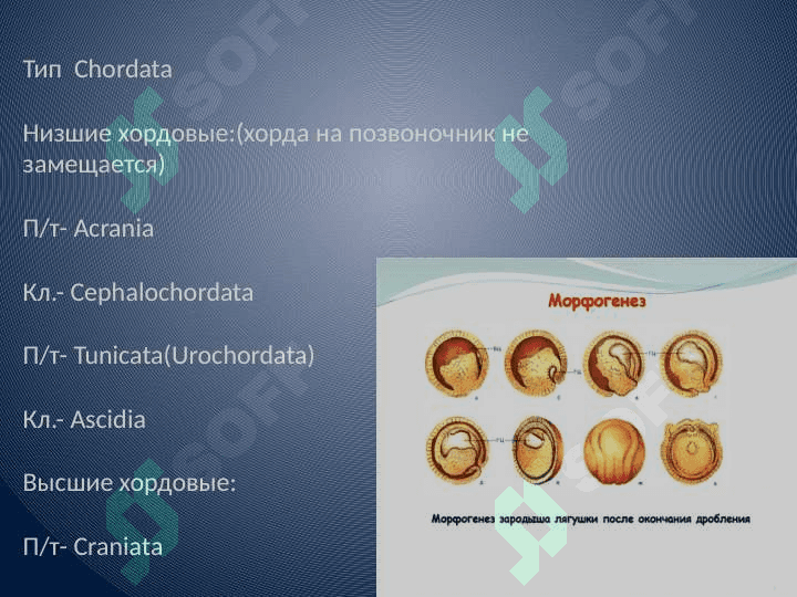 Онто-флогенез 
систем органов 3