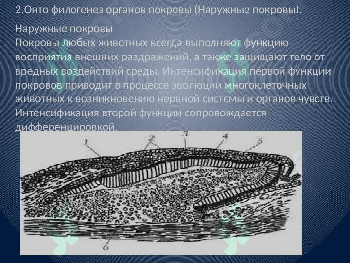 Онто-флогенез 
систем органов 4