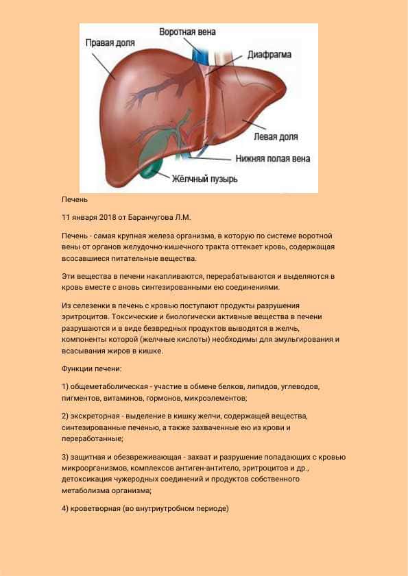 Гистология Печени