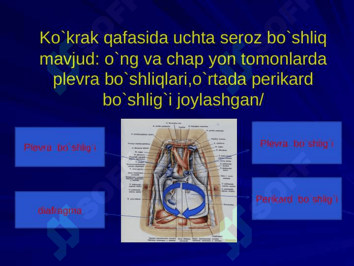 Ko`krakning Klinik anatomiyasi. Ko`krak bo`shlig`i azolari operatsiyalari. 4